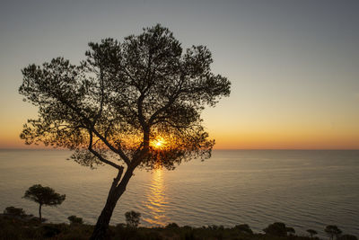 Silhouette tree by sea against sky during sunset