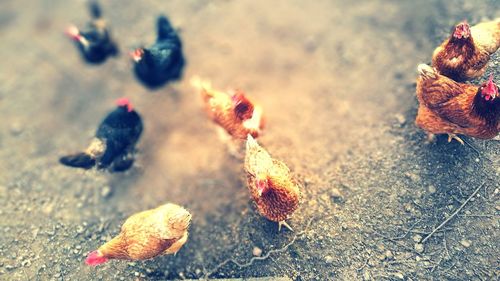 Close-up of crab on snow