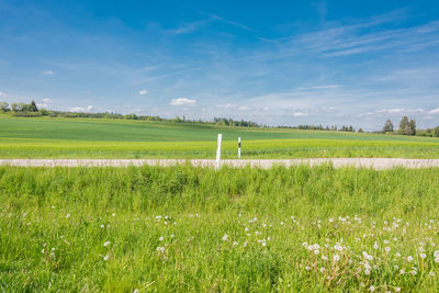 Scenic view of field against sky