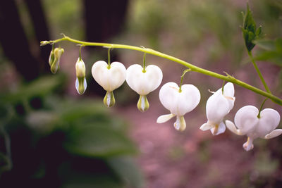 Close-up of white flowering plant