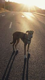 Dog standing on road during sunset