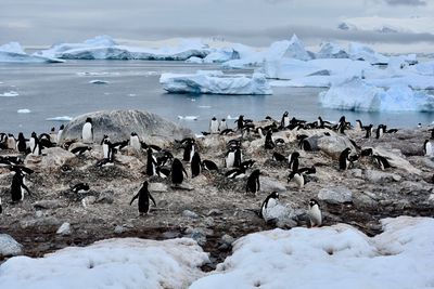 Flock of sheep on snow covered shore