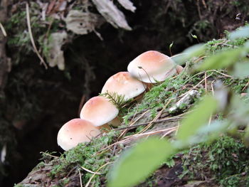 Close-up of fly agaric mushroom