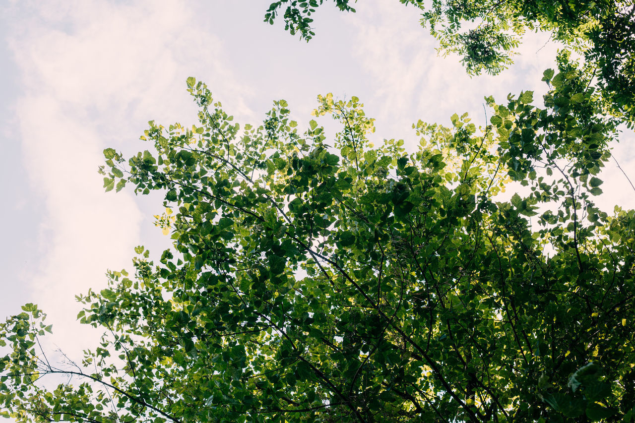 LOW ANGLE VIEW OF TREE