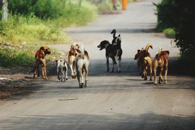 Dogs walking on road in city