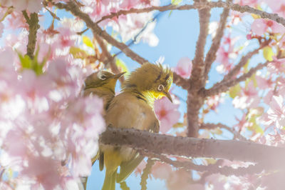 Low angle view of bird perching on flower tree
