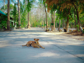 Dog sitting on road amidst trees