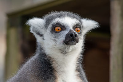 Head shot of a ring tailed lemur 