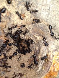 Close-up of ant on tree trunk