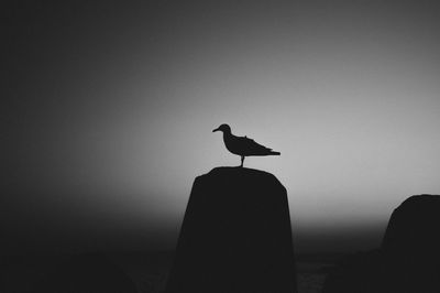 Birds in calm sea