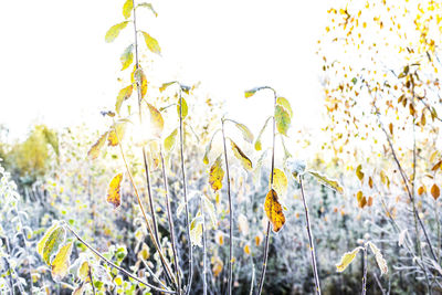 Close-up of yellow flowers growing in field