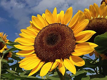 Close-up of sunflower
