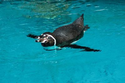 High angle view of dog swimming in pool