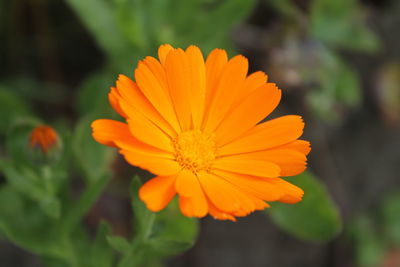 Close-up of orange flower blooming outdoors