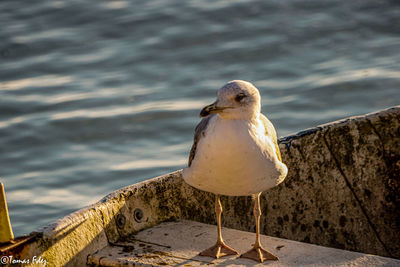 Seagull perching on retaining wall