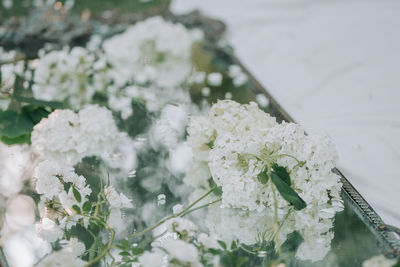 Close-up of white flowering plant