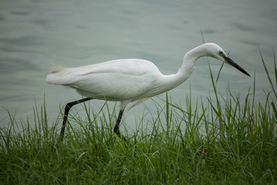 White duck in a lake