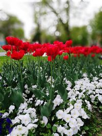 Close-up of red poppy flowers blooming outdoors