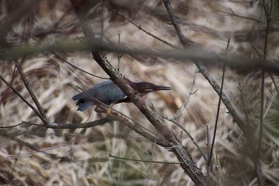 Bird perching on branch