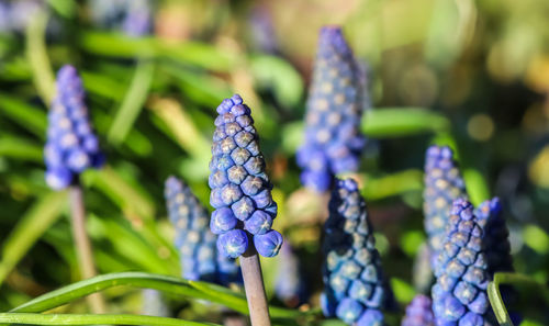 Close-up of purple flowering plant on field