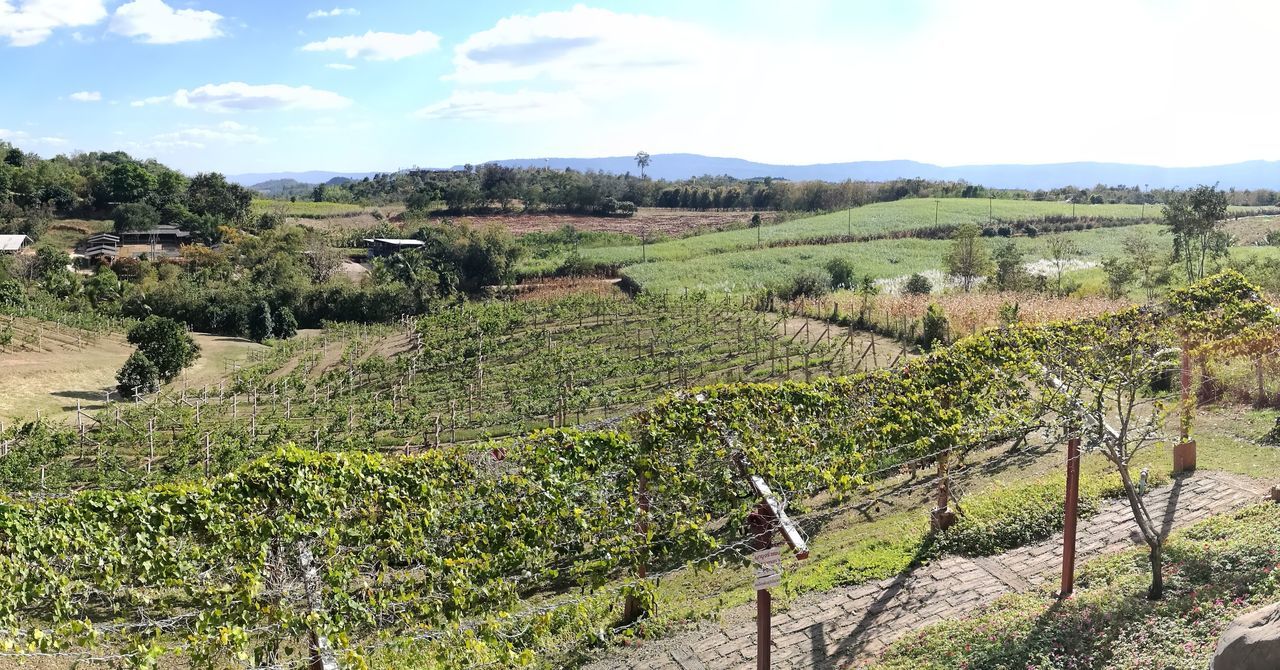 Acidini Winery & Village Farm