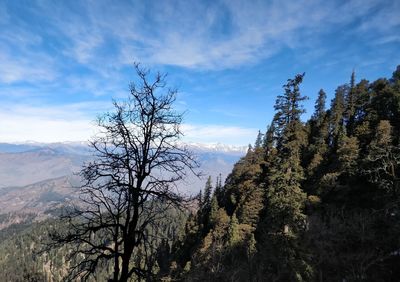 Bare trees on landscape against sky