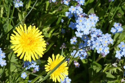 Close-up of yellow flowering plant