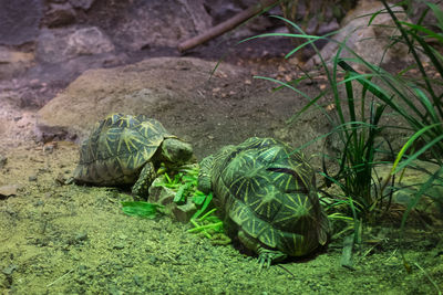 View of turtle in field