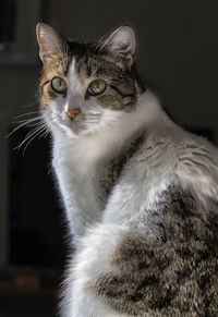 Close-up portrait of cat sitting