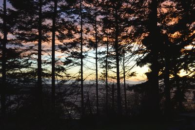 Silhouette of trees at sunset