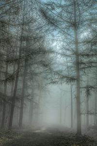 Trees in foggy weather