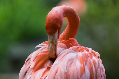 Close-up of a bird