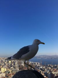 Seagull in city against clear blue sky