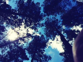 Low angle view of silhouette trees against sky