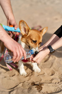 Dog greedily drinks water, owner pours liquid from bottle into palm of hand. taking care of animals