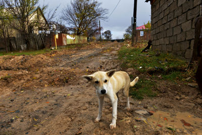 Dog on wet dirt road in rainy season