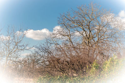 Low angle view of bare tree against sky