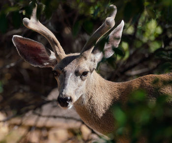 Close-up portrait of deer