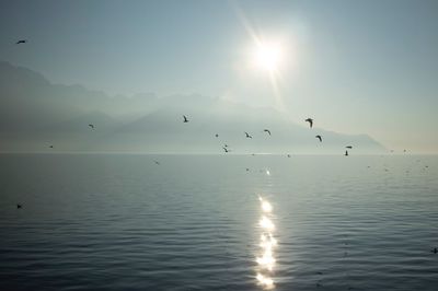 Birds flying over lake against sky