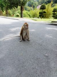 Monkey sitting on road