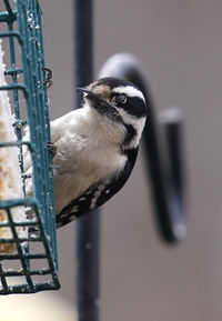 Woodpecker feeding on a suet feeder