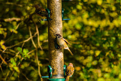 Close-up of bird perching on feeder