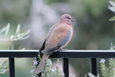 Close-up of bird perching on railing