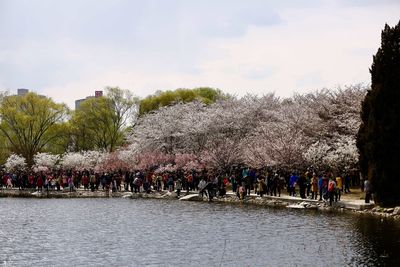 Crowd on tree against sky