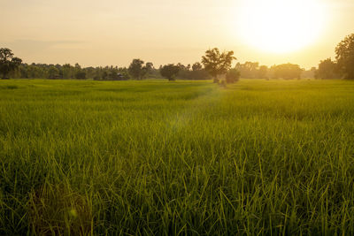 Scenic view of agricultural field against sky during sunset