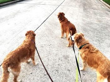 Two dogs playing on street