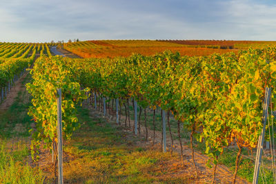 Scenic view of vineyard against sky