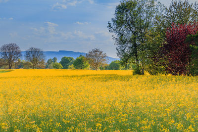 Yellow flowers growing in field