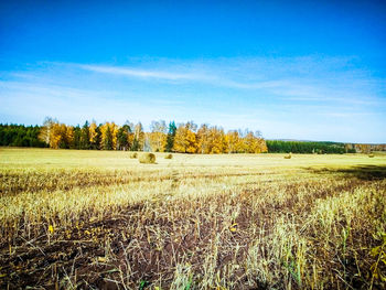 Scenic view of agricultural field against sky