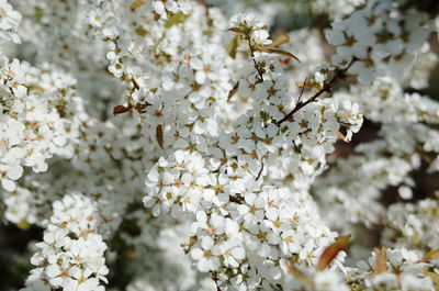 Close-up of white flowers blooming in park